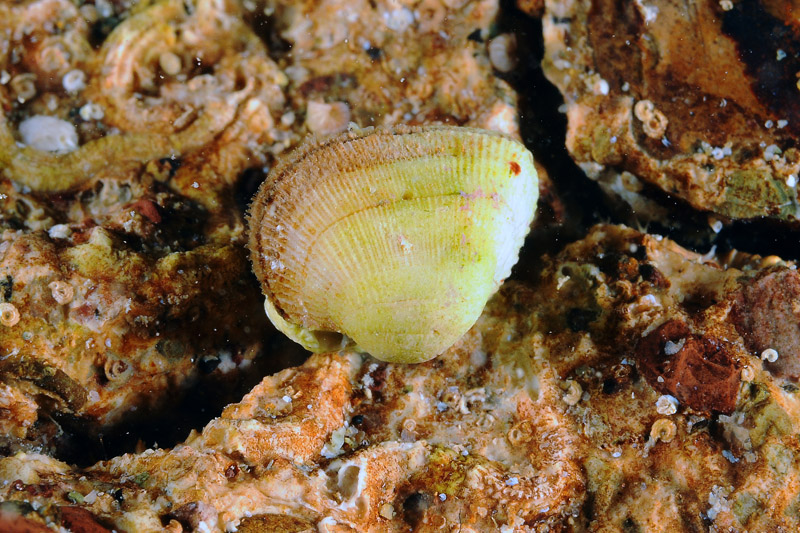 Bivalve